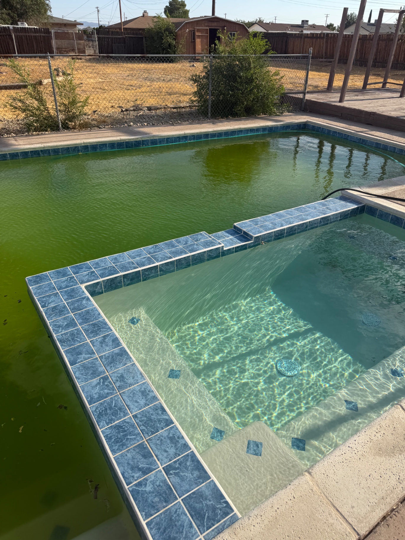 Green algae-filled pool before treatment